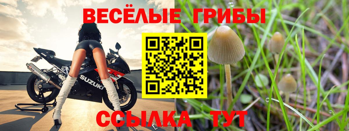 Псилоцибиновые грибы Cubensis  Галлюциногенные грибы Psilocybine cubensis  Ангарск 